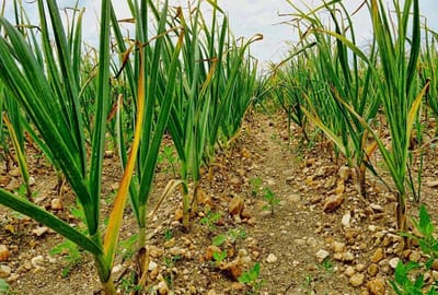 Пожелтели перья лука и чеснока? Срочно «заряжаем» лейку — и спасаем растения