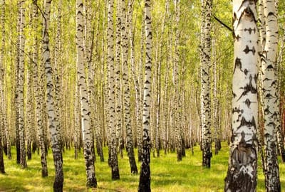 Народные приметы на 9 мая: одна ошибка — и удача обойдет стороной весь год