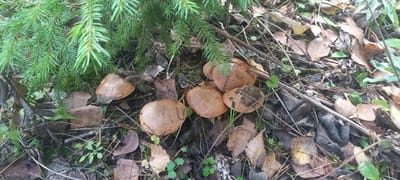 Прорвало: в Слонимском районе пошли грибы