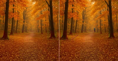 Проверьте свою внимательность: найдите три отличия в осеннем лесу за 5 секунд