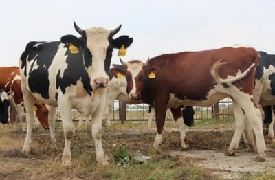 Работников АПК привлекают к ответственности за гибель животных