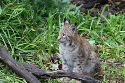 С 1 ноября в Беларуси стартовал сезон охоты на пушных зверей