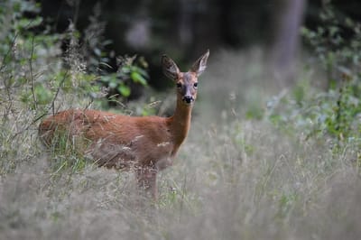 Сбили дикое животное? Что должен делать водитель и чего категорически нельзя