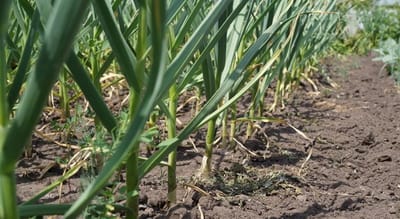 Секрет богатого урожая чеснока. Что рассыпать по грядке в конце мая