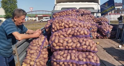 Сельхозпредприятие в Слониме продаёт картофель нового урожая: сравниваем цены с рынком и «Еврооптом»