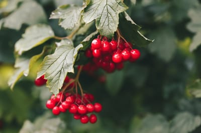 Сильный ветер и дожди: о погоде на Гродненщине 9-11 октября