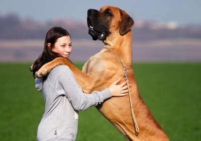Сколько лет вашей собаке по человеческим меркам – смотрите таблицу