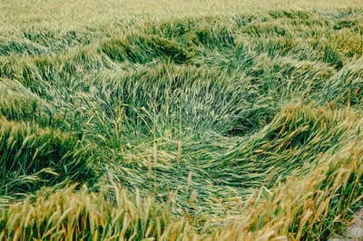 Скорость ветра на Гродненщине достигнет 22 м/с. Когда ждать?