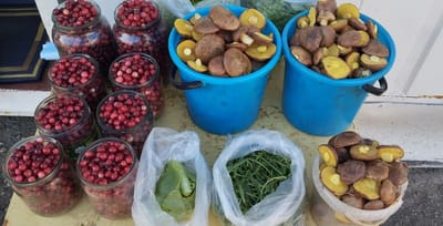 Слонимчане везут клюкву из Ганцевичей, и грибов на рынке стало больше. Что и почём ещё купить?