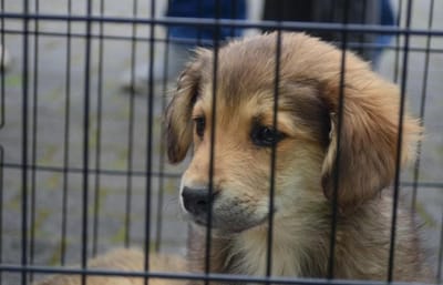 Слонимские власти планируют построить пункт временного содержания безнадзорных животных