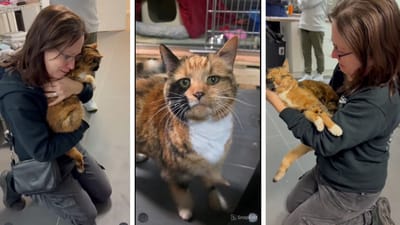 Спустя 8 лет хозяйка нашла пропавшую кошку: трогательная встреча у всех вызвала слезы радости