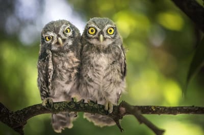 Среди деревьев спряталась сова. Сможете найти её за 9 секунд?