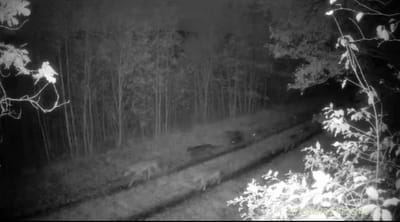 Стая хищников попала в объектив фотоловушки на Полесье: видео взорвало TikTok