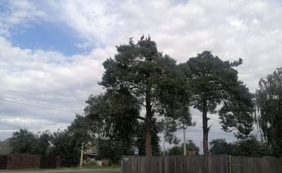 Трагедия в семье аистов: ураган оборвал историю старого гнездовья