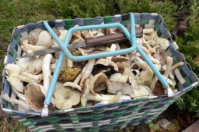 Ура! Наконец-то пошли популярные осенние грибы