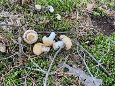 В Беларуси назвали самый опасный гриб: десятки случаев отравлений