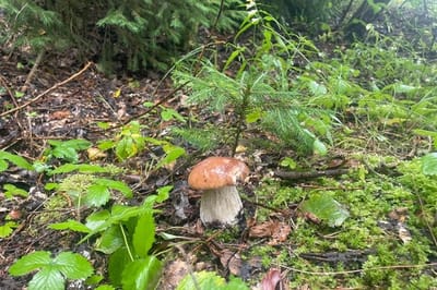 В Беларуси названы районы, где грибы оказались с радиацией