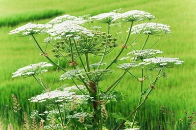 В Беларуси ужесточат контроль за борщевиком и мусором в лесах: штрафы — до 1000 базовых