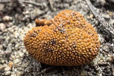 В Беловежской пуще нашли редкий гриб, похожий на трюфель