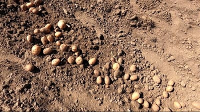 В Берестовицком районе у мужчины пропала почти тонна картофеля. Кто похитил урожай?