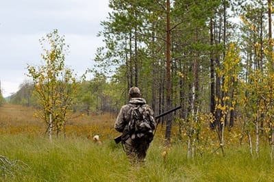 В двух регионах Беларуси поймали браконьеров с трофейным оленем и лосихой с эмбрионами