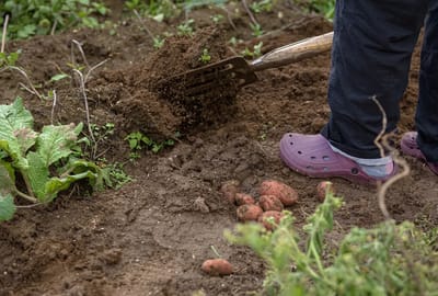 В эти дни августа не стоит копать картошку — будет невкусной и быстро испортится