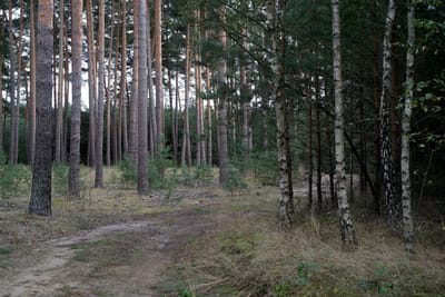 В Гродненской области прокуратура выявила нарушения в сфере государственной лесной охраны