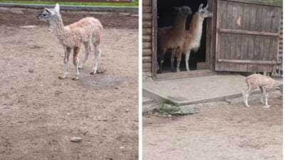 В Гродненском зоопарке появилось пушистое пополнение – малыш Бархат