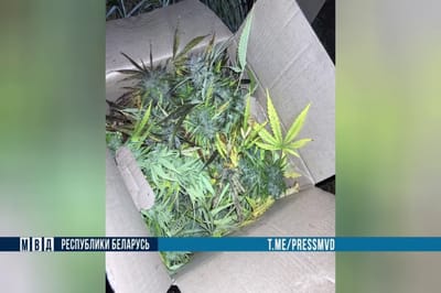 В лесном массиве под Гродно обнаружили «ферму» конопли