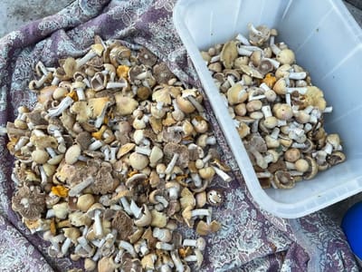 В лесу массово выскочили курочки. Где их искать?