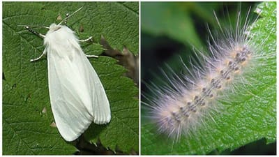 В одном из городов Беларуси введен карантин из-за нашествия американской белой бабочки