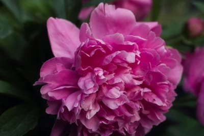 Верный признак, что пионы можно обрезать