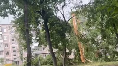 Во время грозы в Барановичах молния расколола дерево пополам