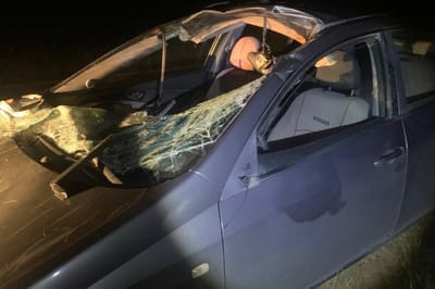 Водитель «Ниссан» врезался в лося в Сморгонском районе