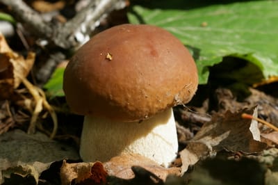 Вот это декабрь: белые грибы, зеленушки и опята продолжают радовать грибников