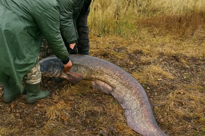 Вот это сом! В Национальном парке «Припятский» выловили гиганта под 100 кг