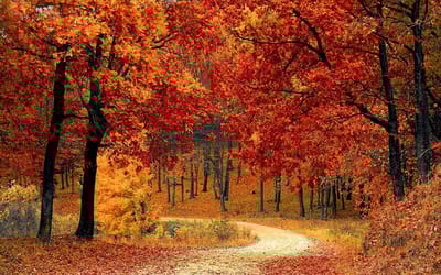 Вот какая будет зима, если 31 октября нет снега