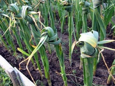 Вот зачем опытные дачники вяжут чеснок в узлы — весь урожай сохранится до весны