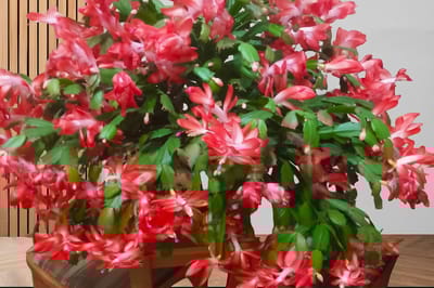 Всего 2 капли на литр – и декабристы будут цвести полгода: способ бабушки из деревни