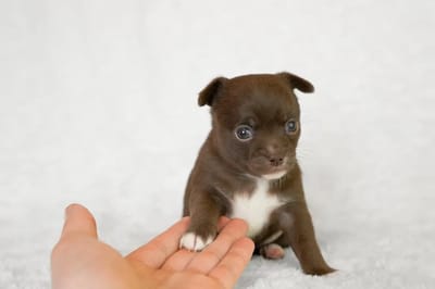 Взяли щенка? Избегайте самой распространенной ошибки владельцев