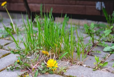 Забудьте про уксус и соду: один мощный способ избавит сад от сорняков навсегда — даже пырей не выживет