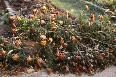 Зачем опытные хозяйки кладут эти цветы в подвал