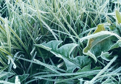 Заморозки на Гродненщине не отступают — прогнозы синоптиков не оптимистичны