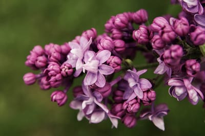 Заморозки остались в прошлом? О погоде на Гродненщине с 14 по 16 мая