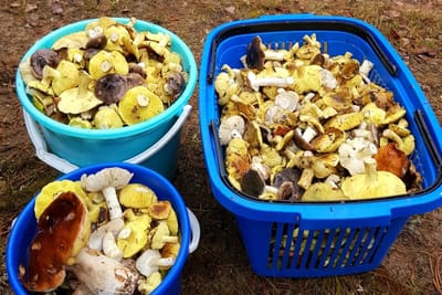 Их тьма. Где настоящий рай для грибников – топ регионов с изобилием грибов