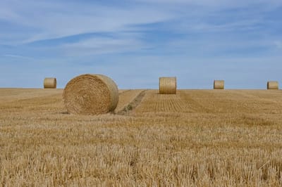 Жара наступает: на Гродненщине температура поднимется до +30