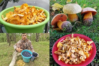 Ждали грибного бума после дождя? И он удивил всех