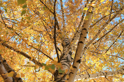 Жителям Гродненщины погода готовит сюрприз: станет прохладней и ветренее