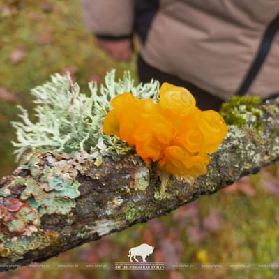 Зимнее чудо леса: в Беловежской пуще обнаружили редкий гриб, растущий даже зимой