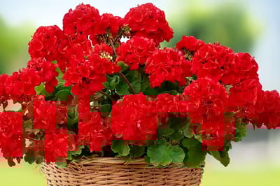 Зимой герань начала чахнуть? Я нашла простой способ оживить растение — всего одна ложка под корень